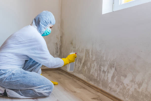Licensed Mold Cleanup service in Flint Hill, VA - WQB Mold Removal