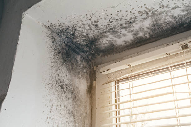 Affordable Mold Cleanup solutions in Flint Hill, VA