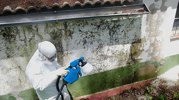 Top rated local Mold Cleanup specialists in Flint Hill, VA